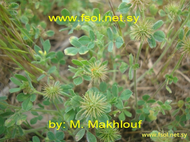 Medicago minima (L.) Bart.